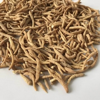 Radix Pesudostellariae
