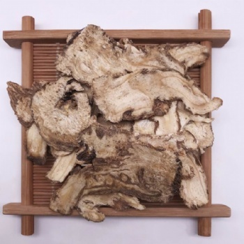 Angelica Root