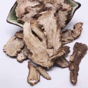 Angelica Root