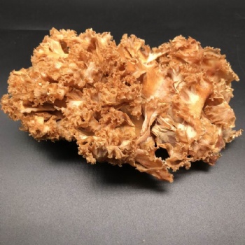 Sparassis Crispa Mushroom